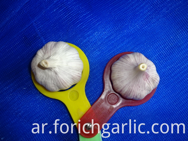 Size 5 0cm Fresh Garlic
